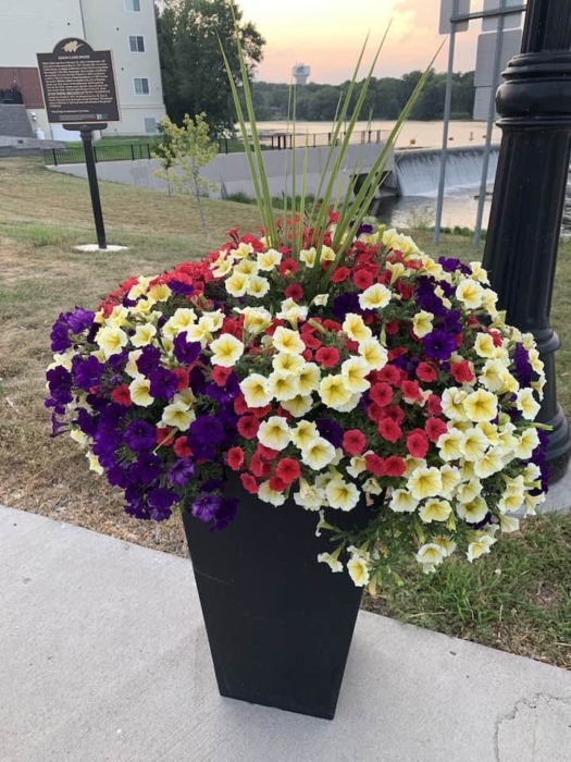 2026 flower on main